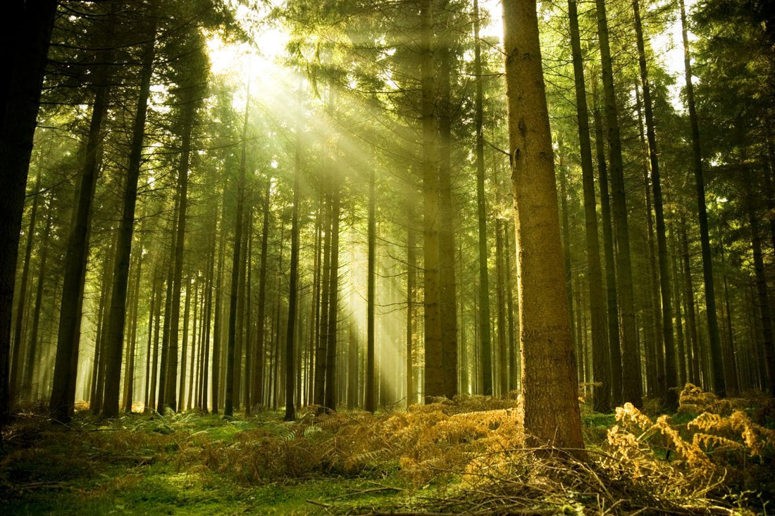 What is the FSC and Why is it Important?